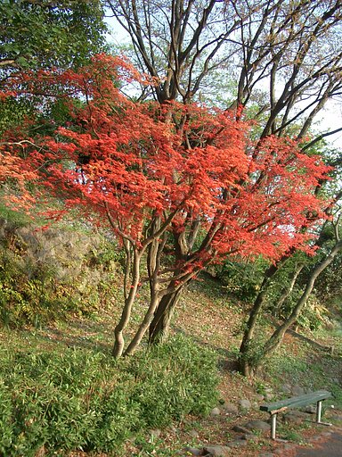 〜春もみじ〜