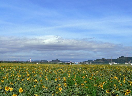 【植】ひもわり