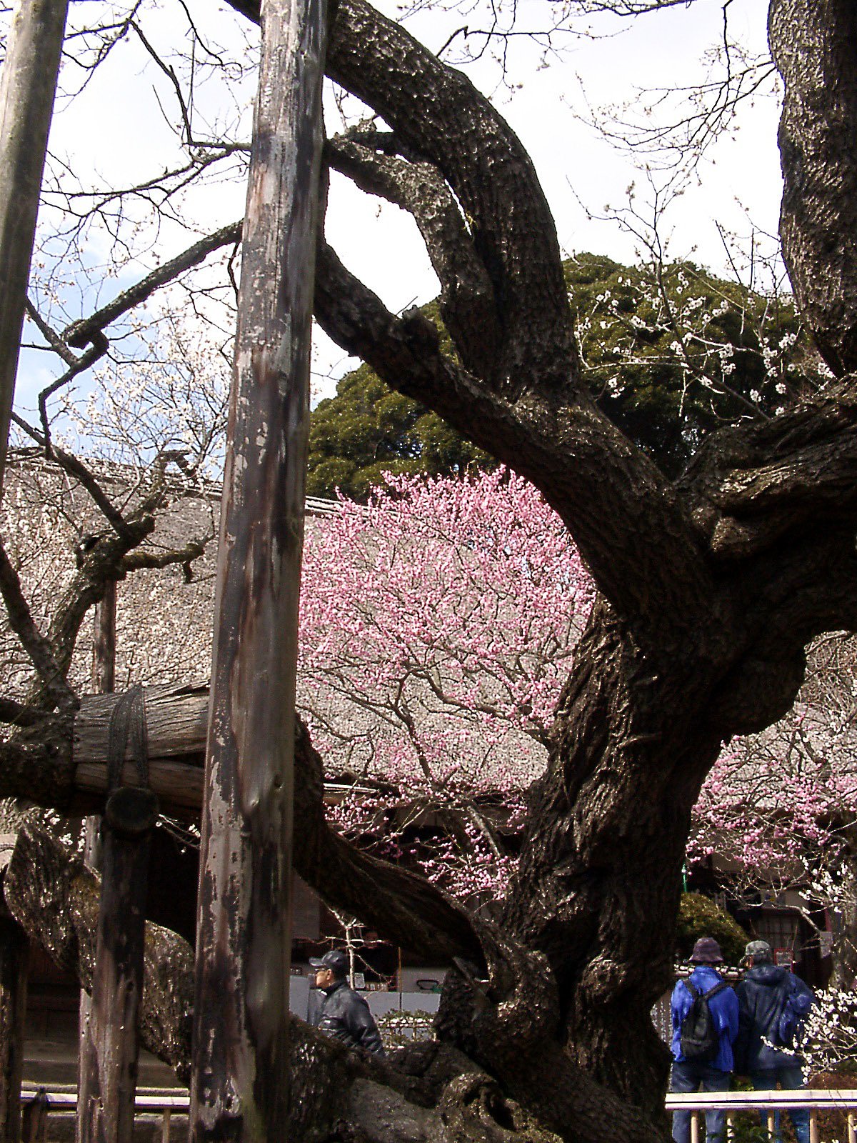 これが百草園の「寿昌梅」