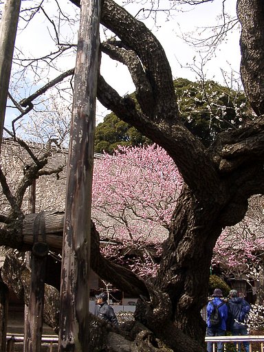 これが百草園の「寿昌梅」