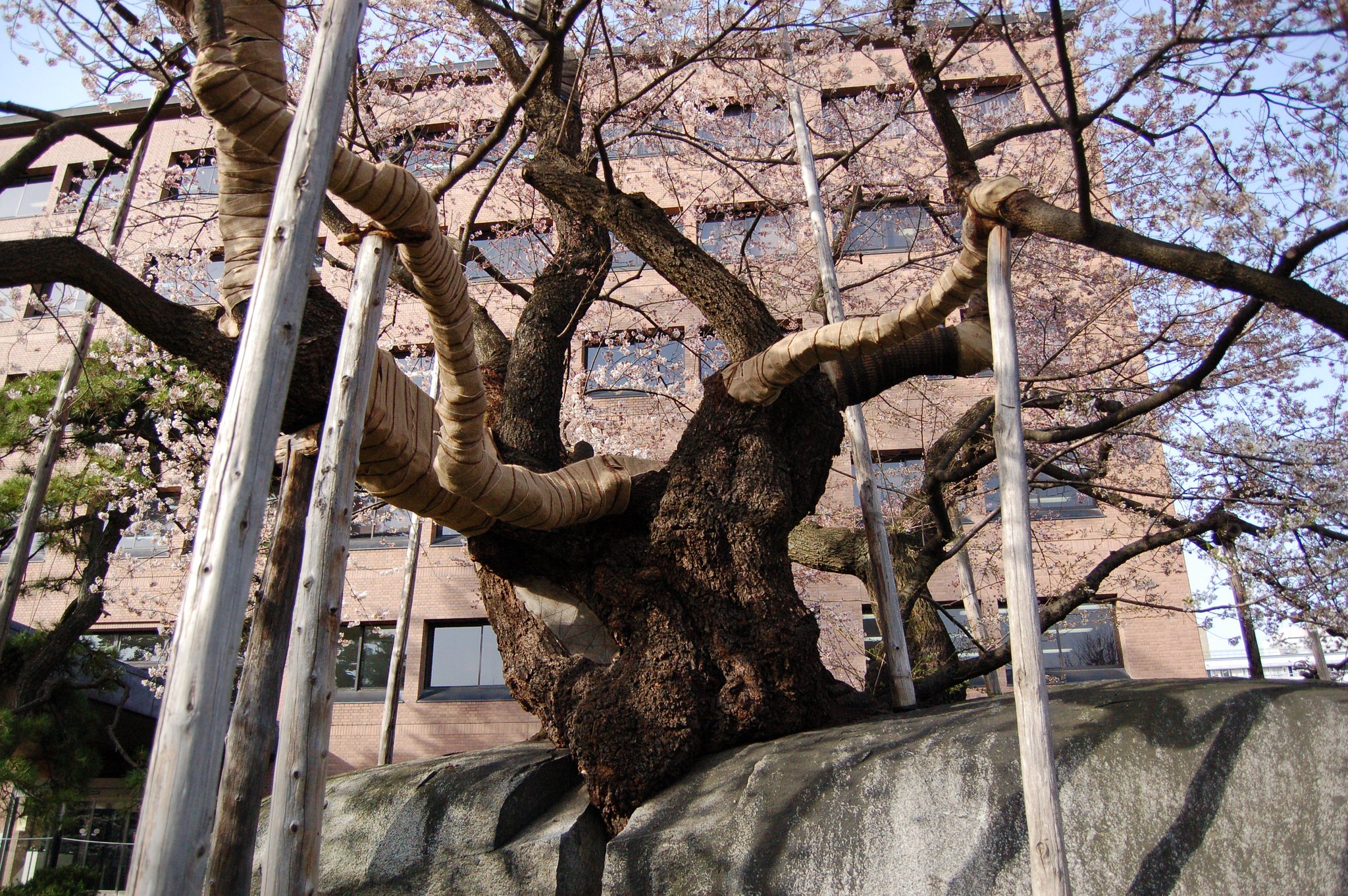 石割桜近影