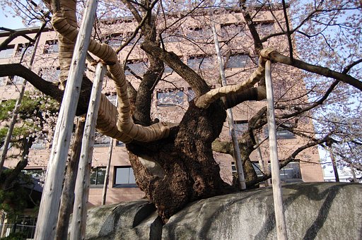 石割桜近影