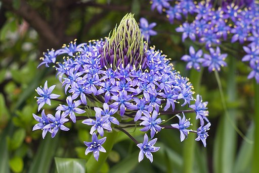 植え込みに咲いてる花