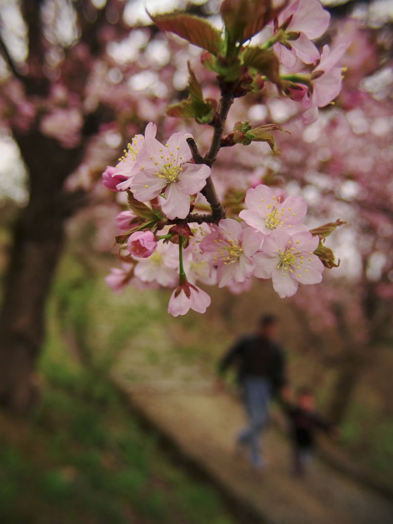 桜の森の満開の下の坂道