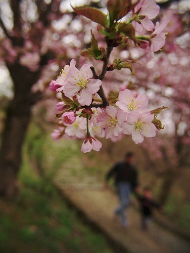 桜の森の満開の下の坂道
