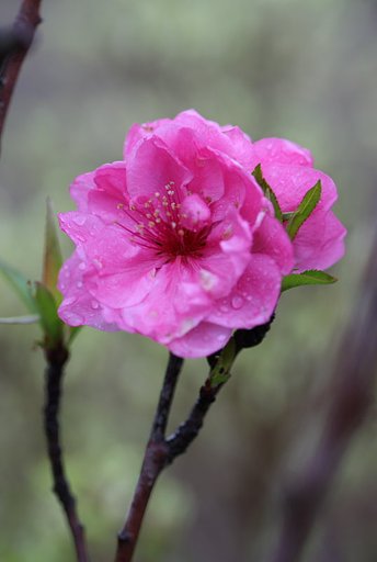 花桃