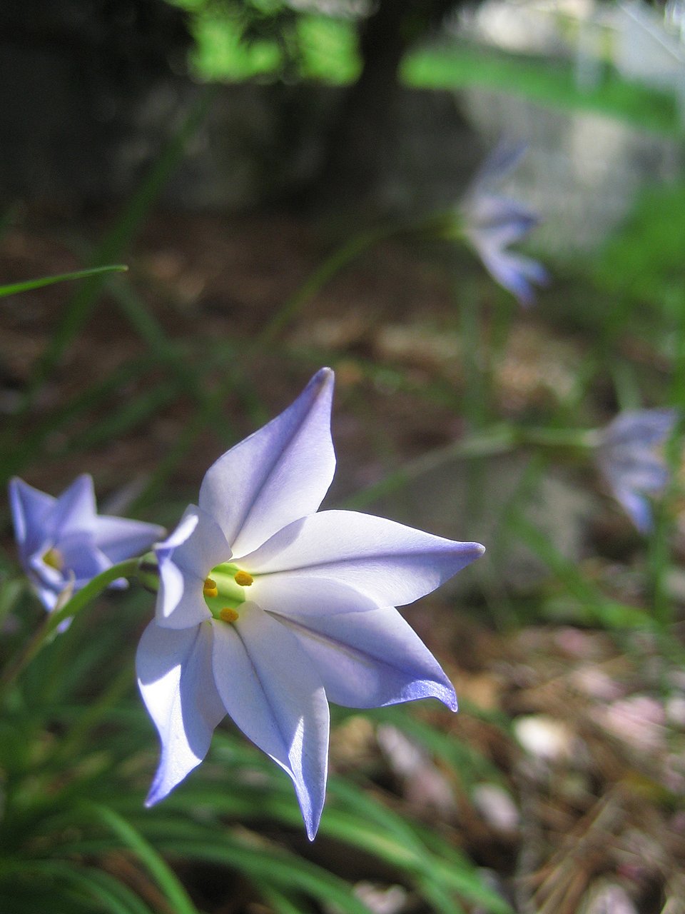 木陰の花韮