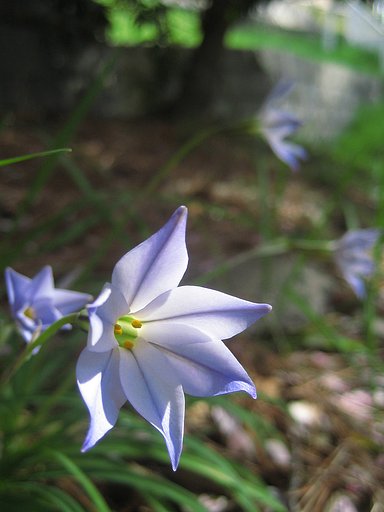 木陰の花韮