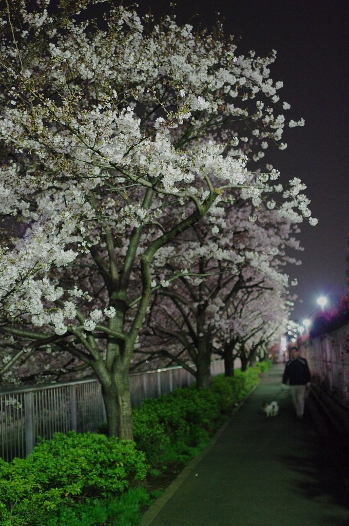 桜の散歩道