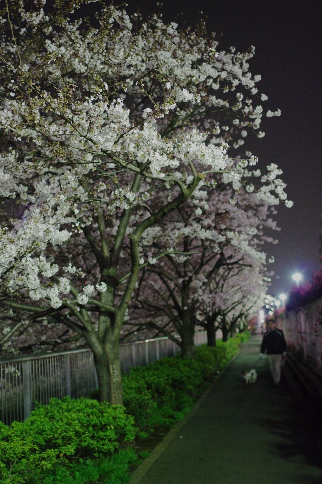 桜の散歩道