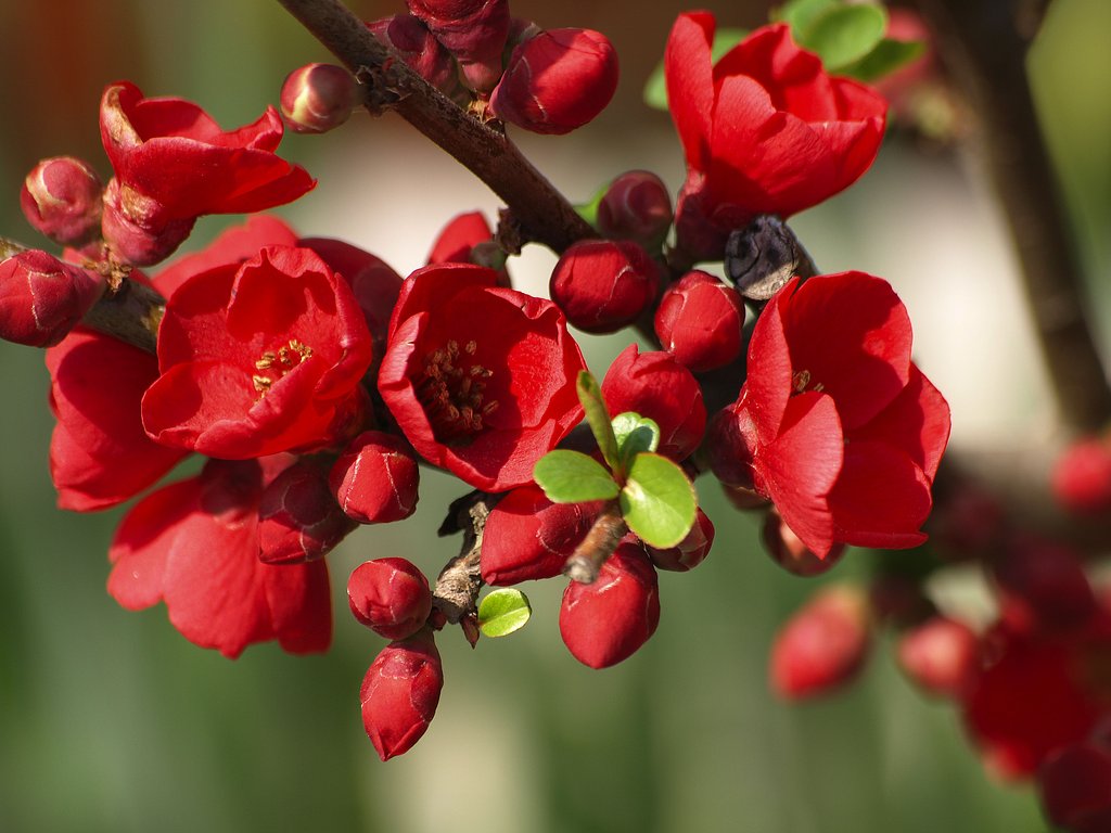 【赤】木瓜の花