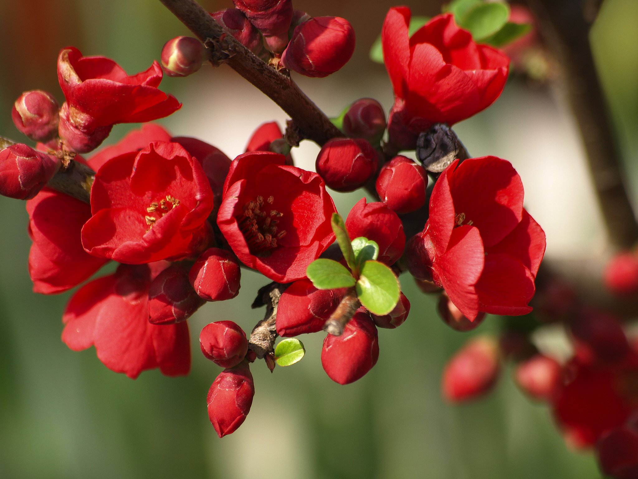 【赤】木瓜の花