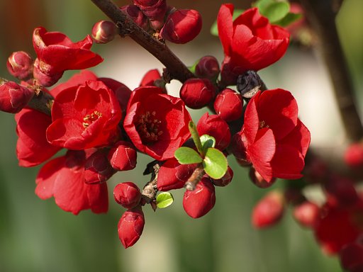 【赤】木瓜の花