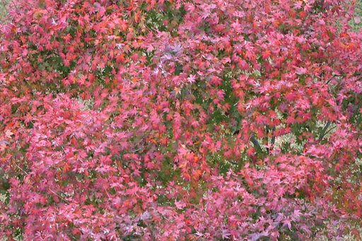 箱根紅葉の塩梅