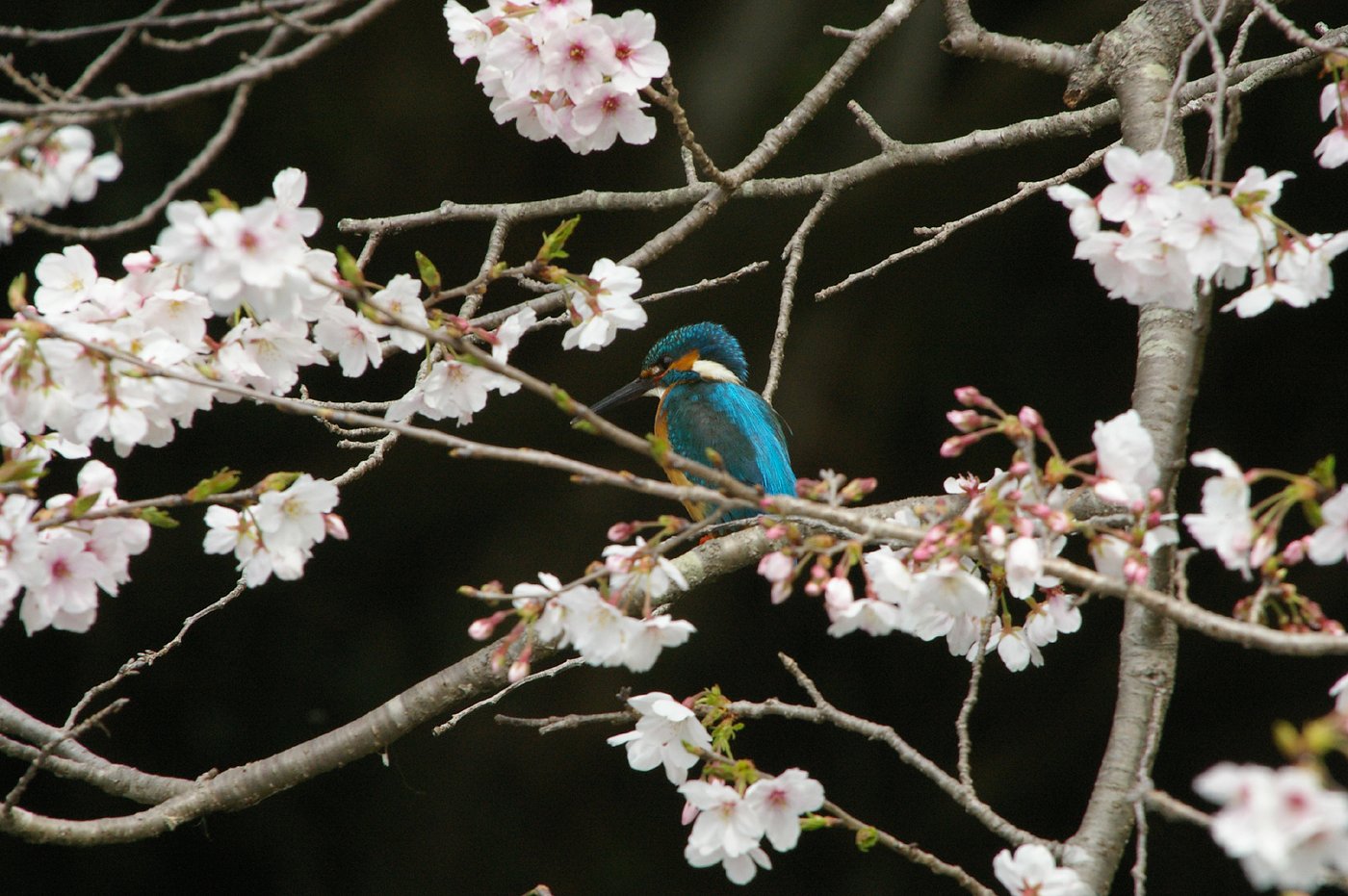 カワセミ