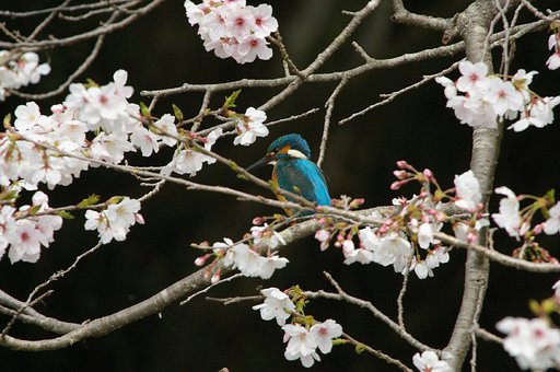 カワセミ