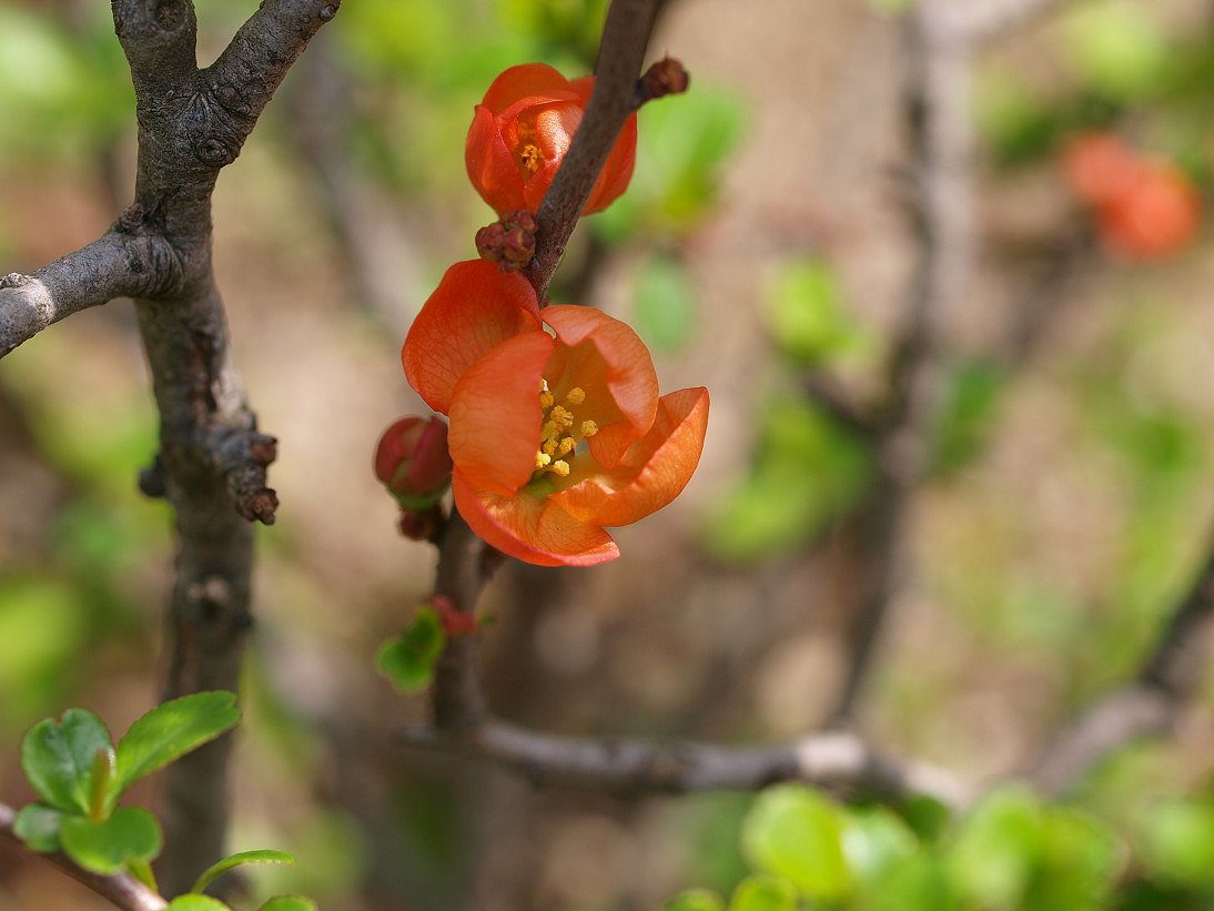 木瓜の花