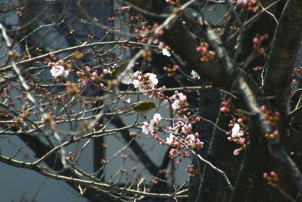 ようやく開花