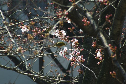 ようやく開花