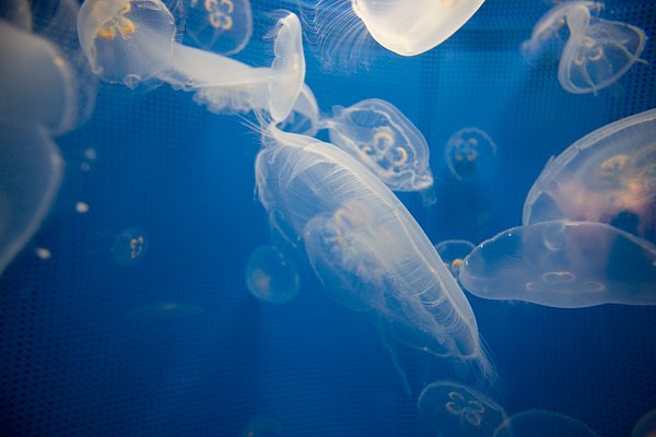 海中の神秘