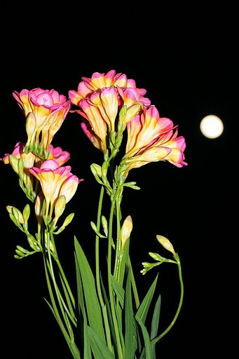 月夜のフリージア