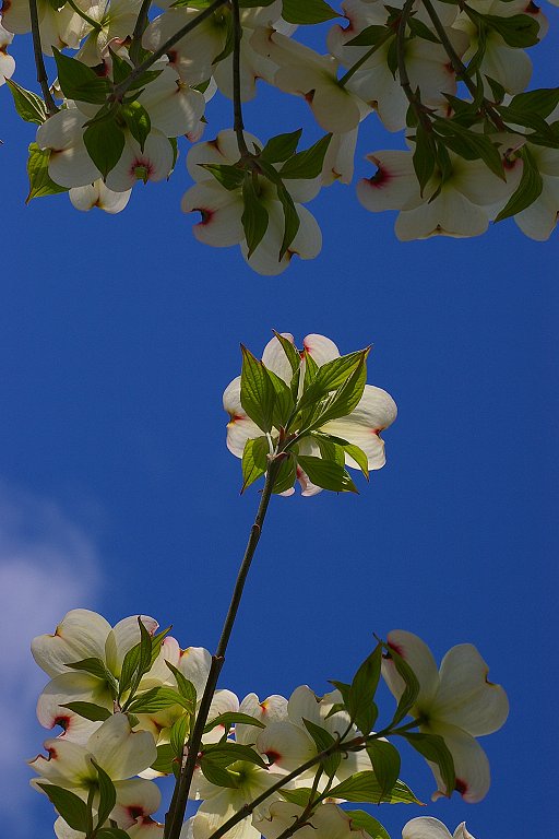 大好きな花と空と