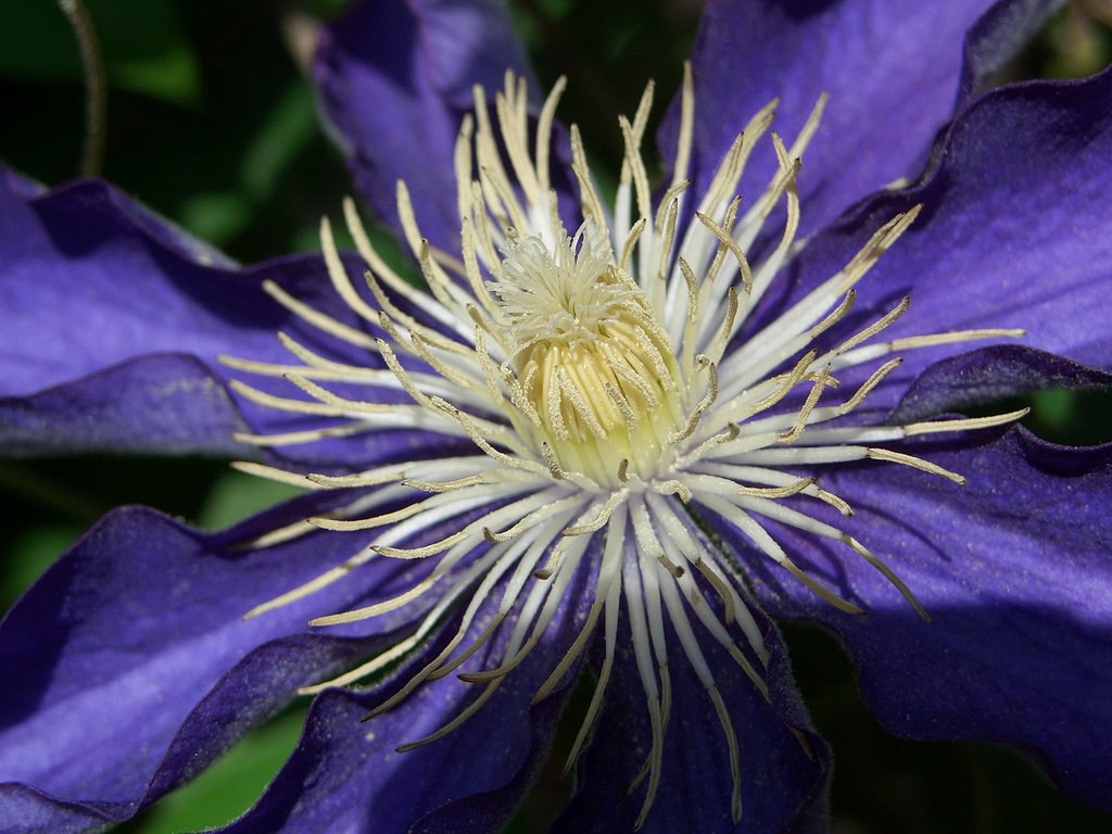庭の花⑦