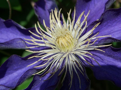 庭の花⑦