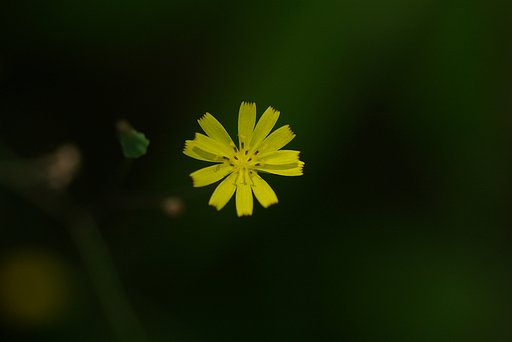 光に生かされて