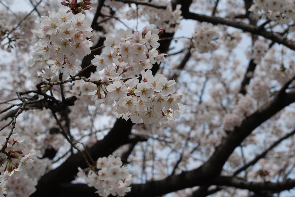 見上げれば桜