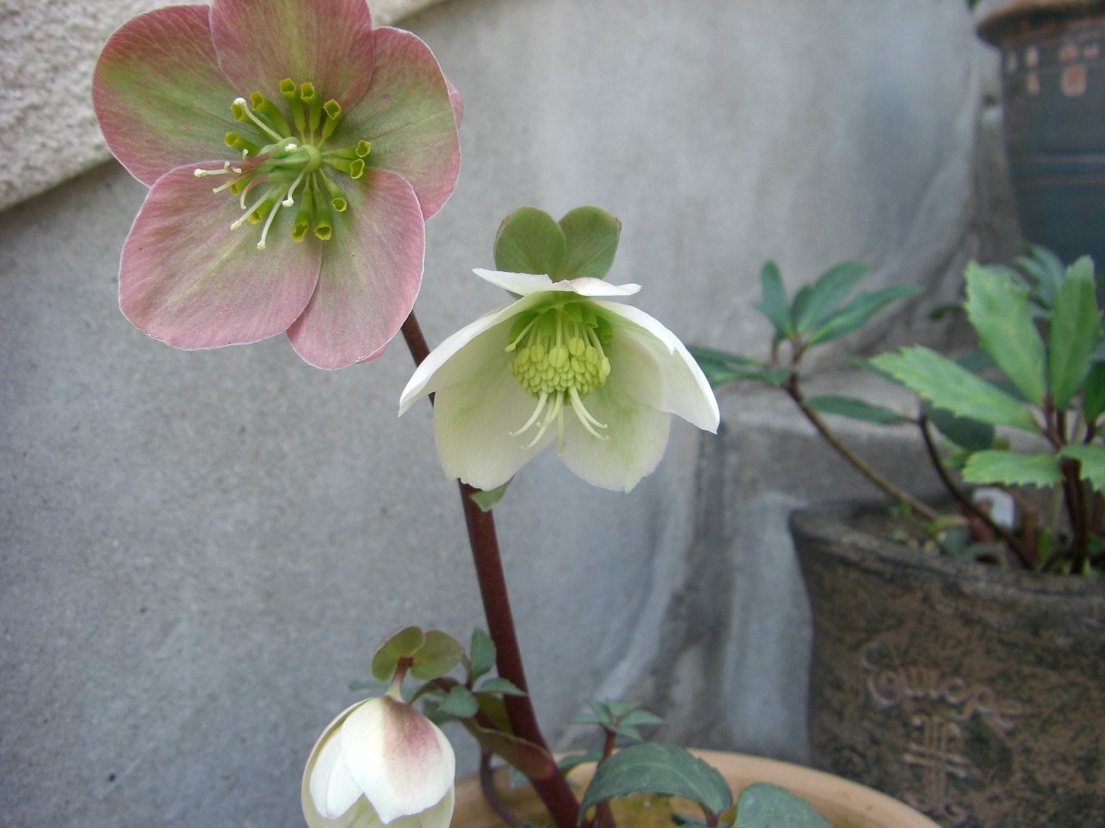 かわいいお花