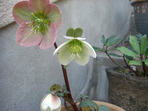 かわいいお花