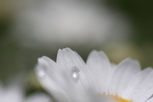 水玉