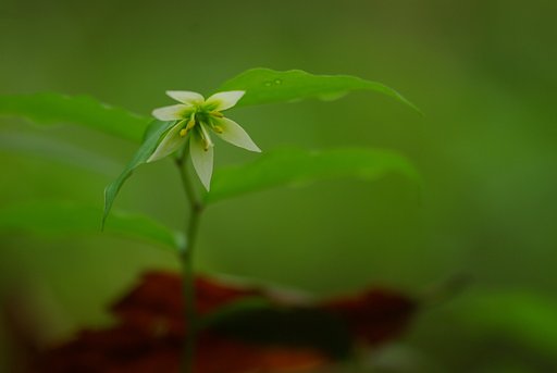 【緑】樹林の下で俯く私