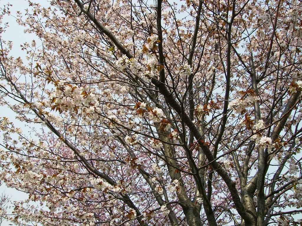 咲きました（＾＾）