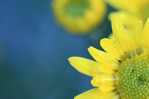 冬のひまわり