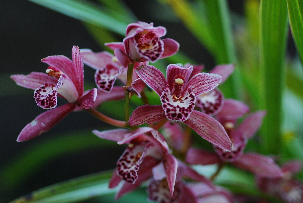 シンピジウム