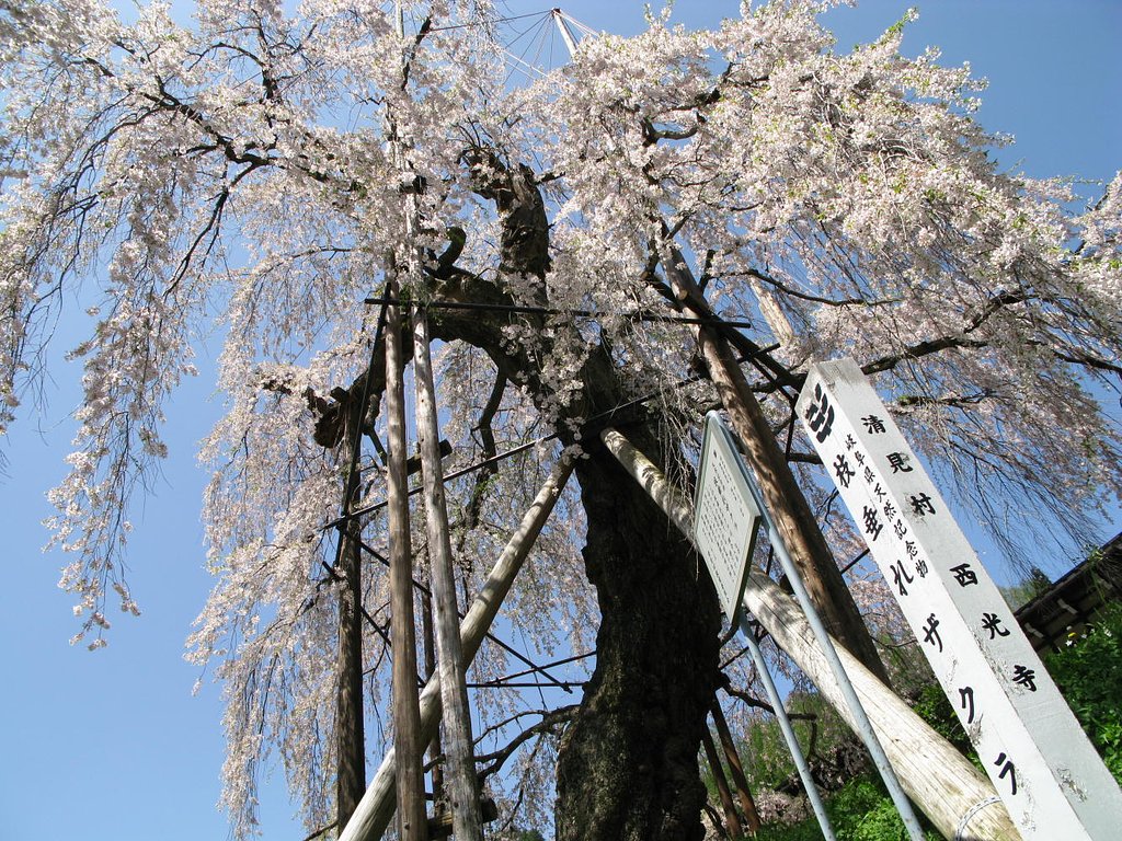 枝垂れ桜