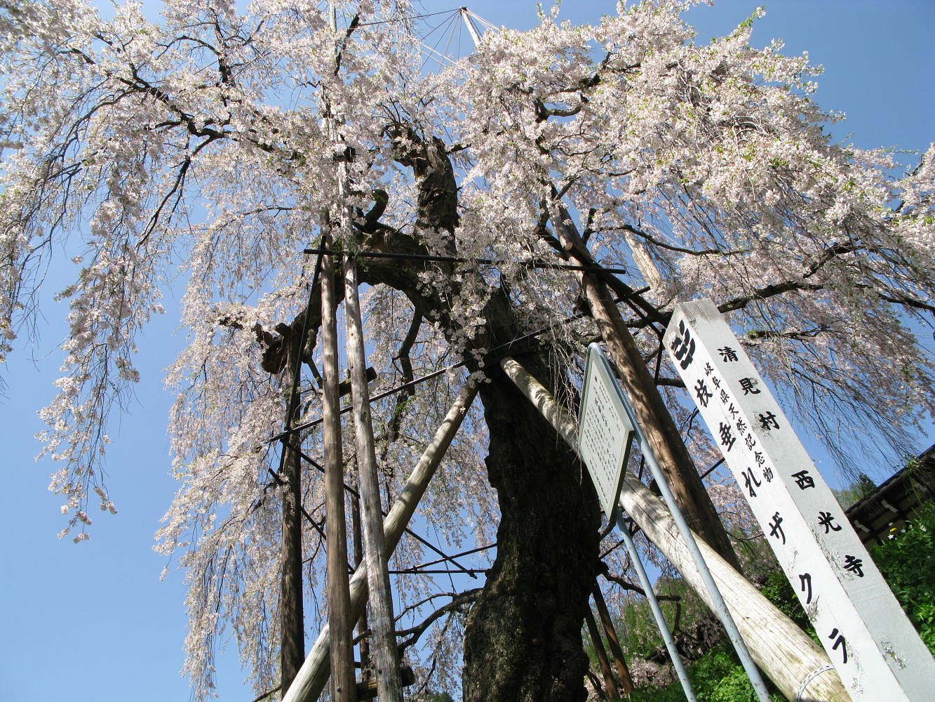 枝垂れ桜