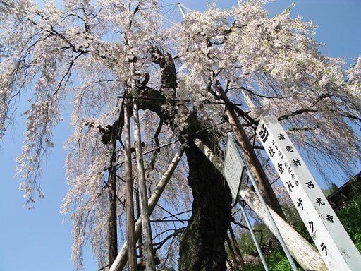 枝垂れ桜