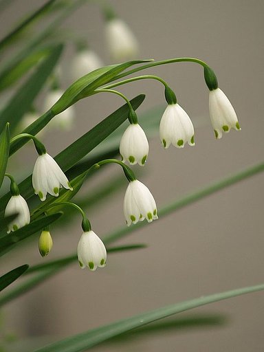 「路地植えのスノードロップ」