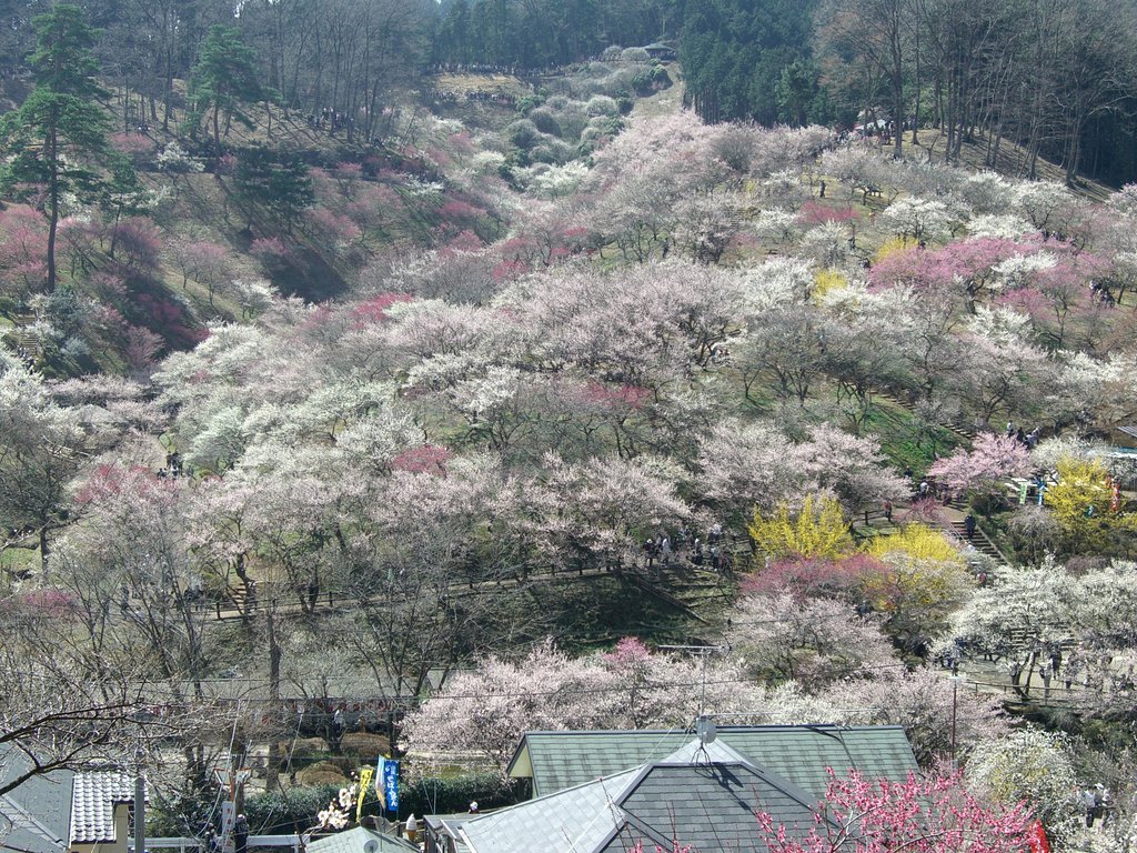 吉野梅郷