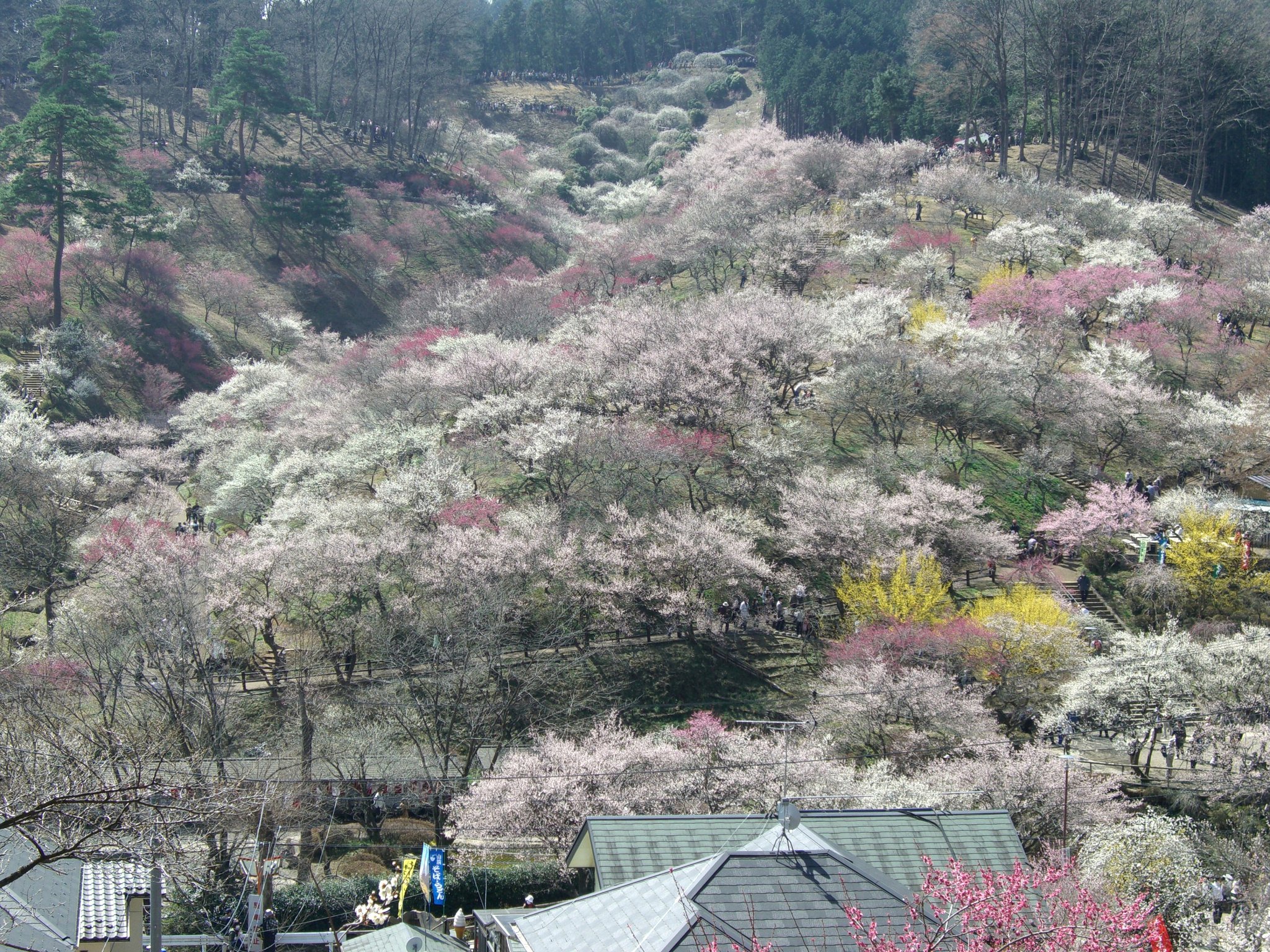 吉野梅郷