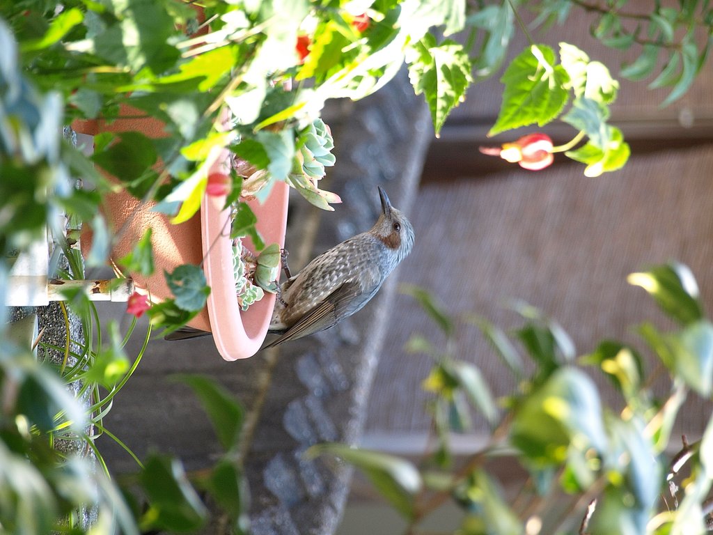 庭に来た鳥さん