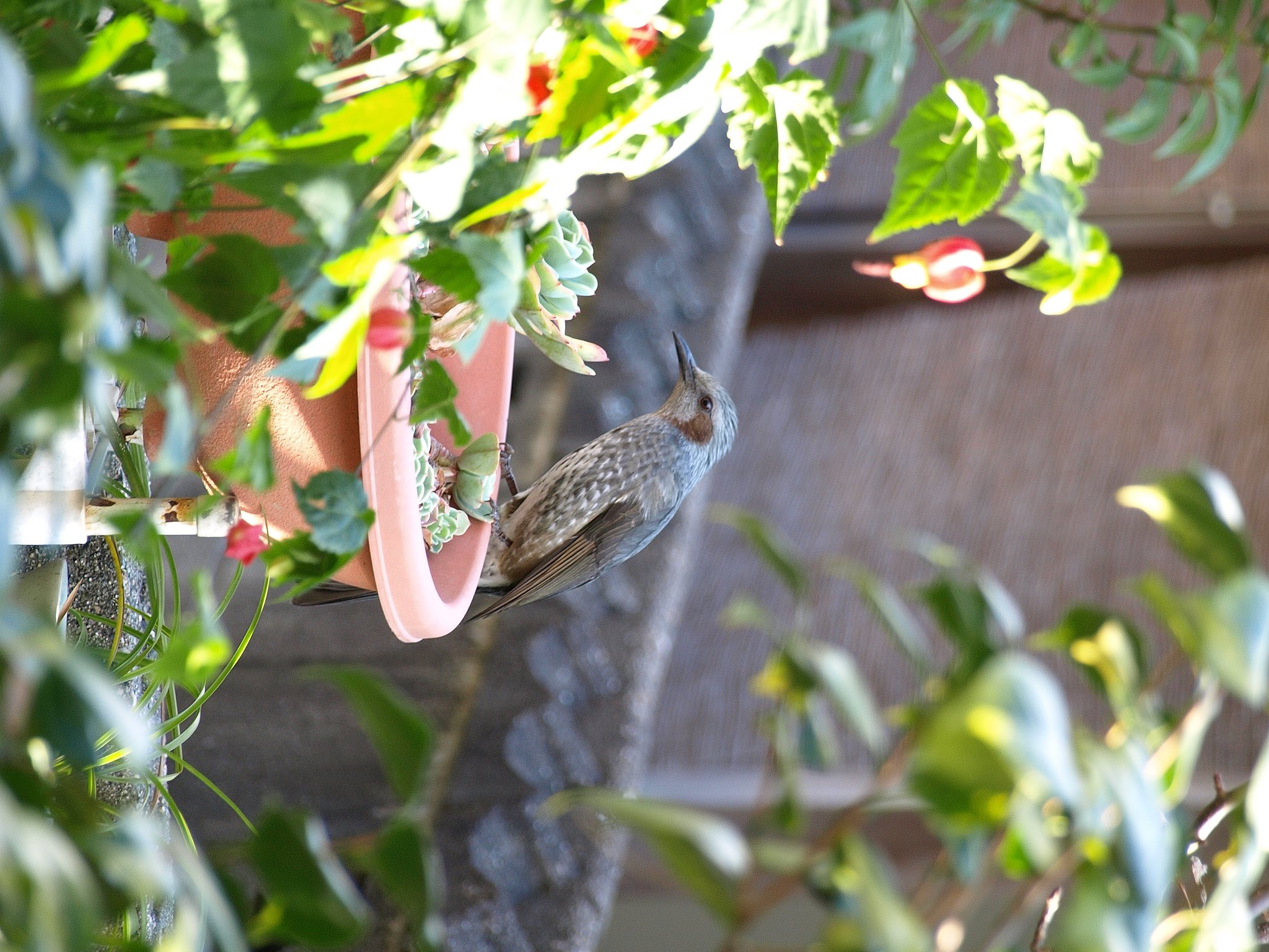 庭に来た鳥さん