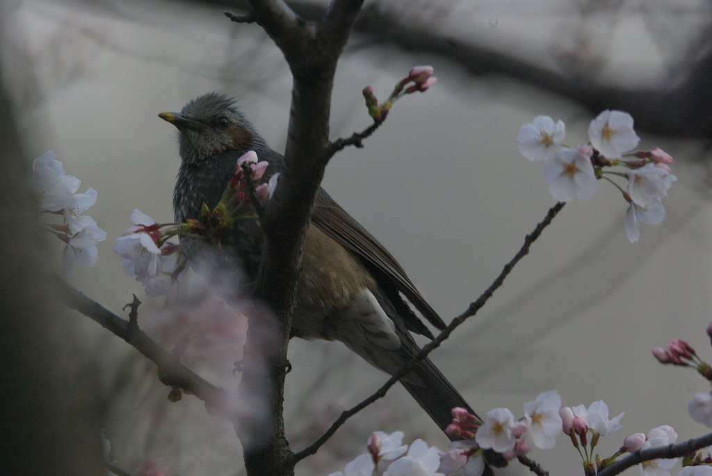 朝撮り