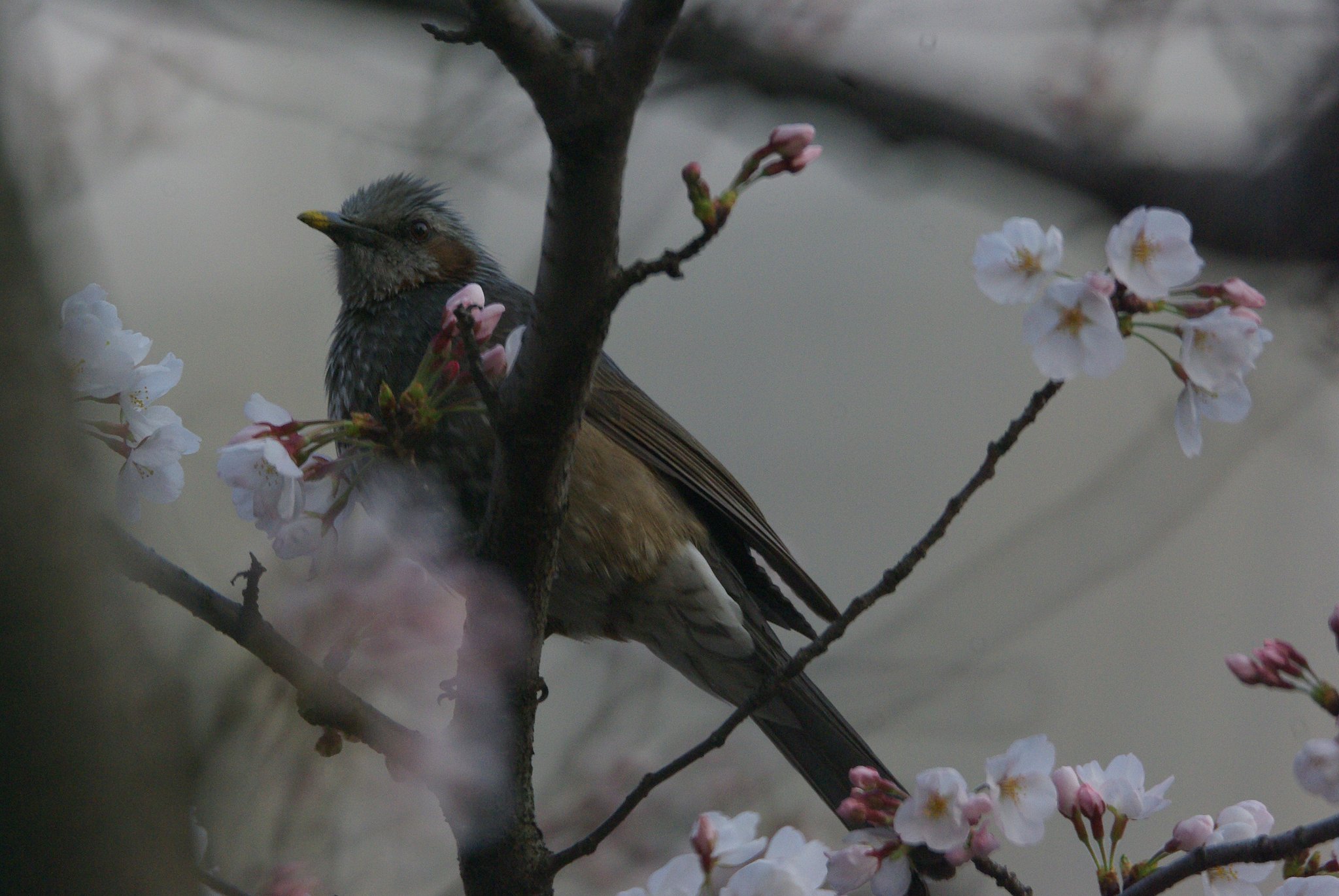 朝撮り
