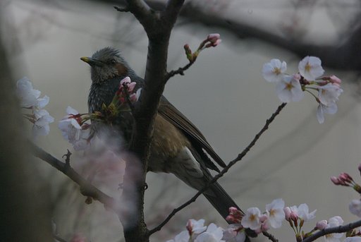 朝撮り