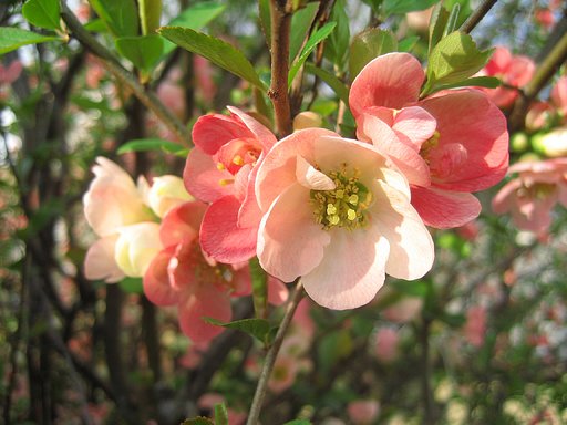 3月31日の写真