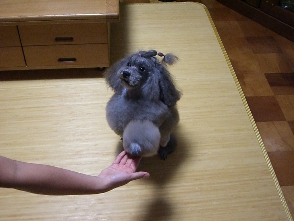 お手！